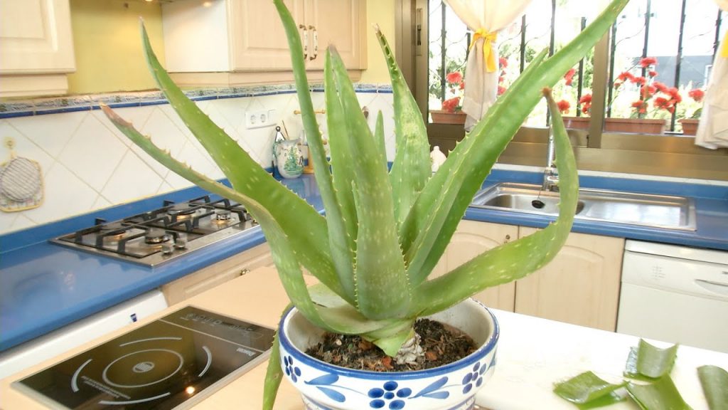 aloe vera