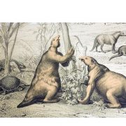 Animales prehistóricos