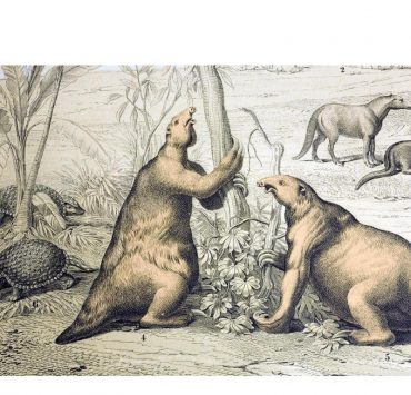 Animales prehistóricos