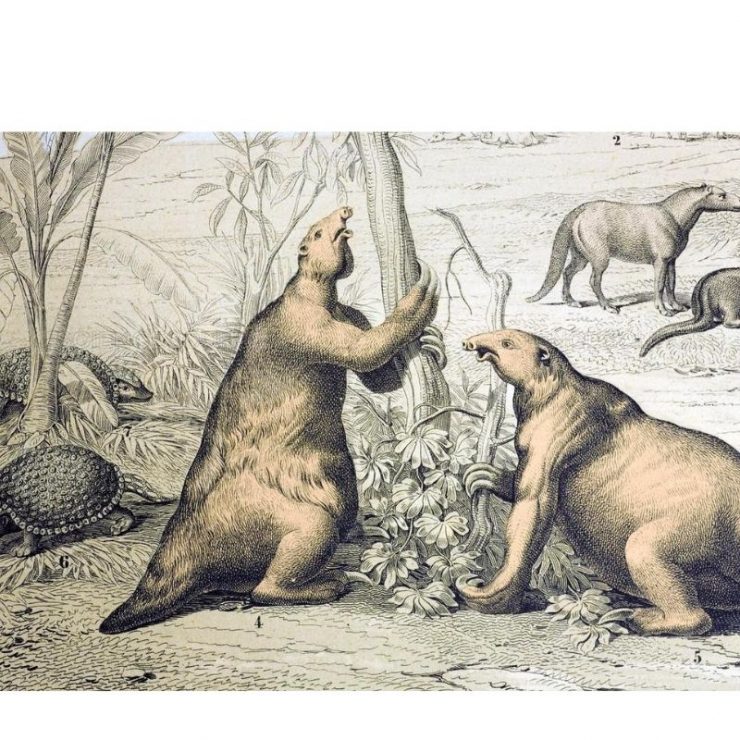 Animales prehistóricos