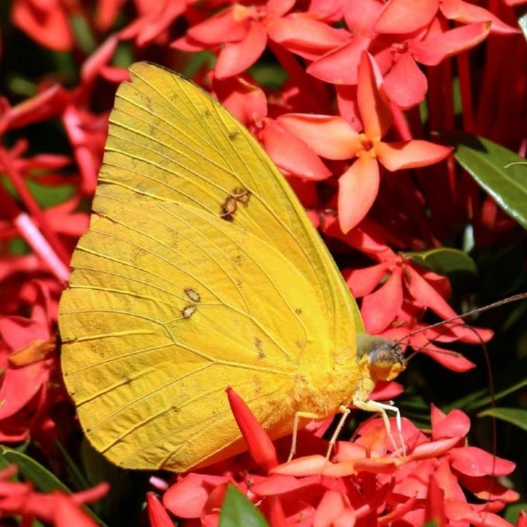 mariposas