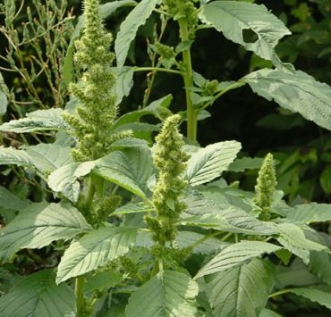 hierba caracas, bledo amaranto