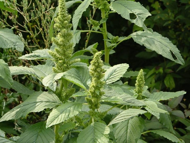 hierba caracas, bledo amaranto