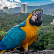 Siete frases muy usadas por caraqueños