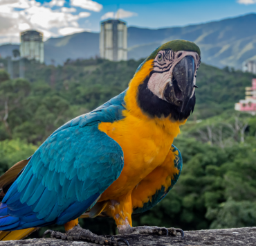Siete frases muy usadas por caraqueños
