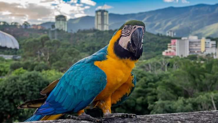 Siete frases muy usadas por caraqueños