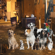 El Día Internacional del Animal Sin Hogar