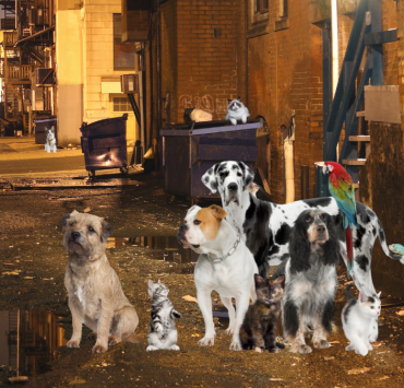 El Día Internacional del Animal Sin Hogar