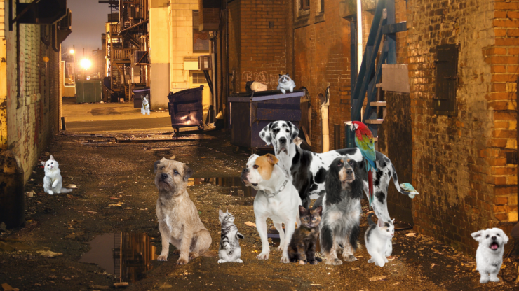 El Día Internacional del Animal Sin Hogar