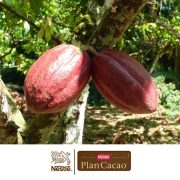 Plan Cacao