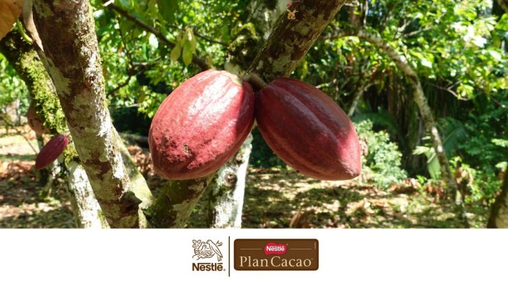 Plan Cacao